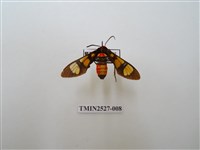 藏品(紅腹鹿子蛾)的圖片